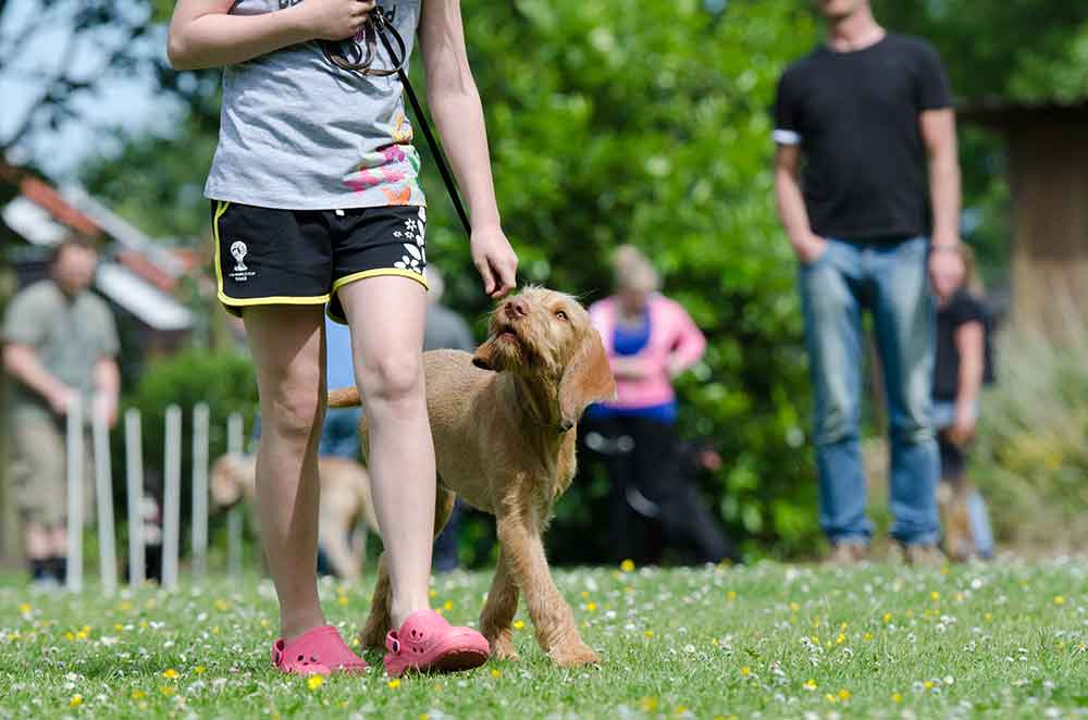 Hundetraining Hunde