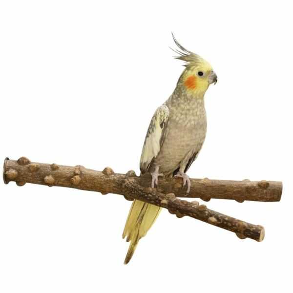 vogel sitzstange sitzast aus naturbelassenem pfefferholz y form ca 20 x 2 cm